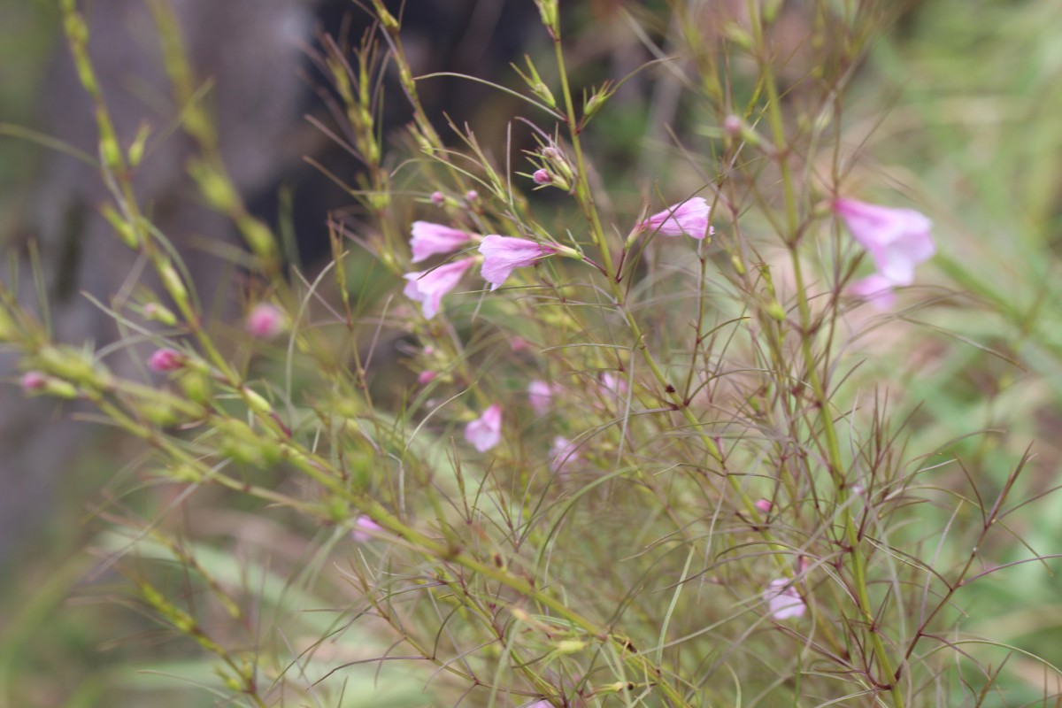 Parasopubia delphiniifolia (L.) H.-P.Hofm. & Eb.Fisch.